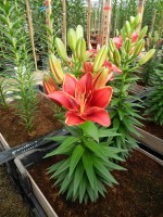 [5016 Tiny Rocket No02.JPG]